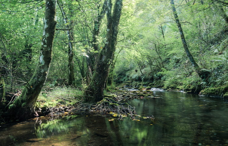 Green and calm atmosphere on a summer morning in a river with ca